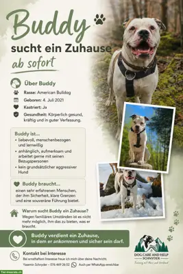 American Bulldog Rüde sucht erfahrenes Zuhause