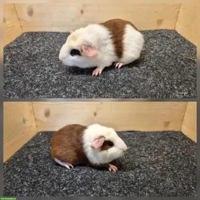 Meerschweinchen Weibchen aus Zucht