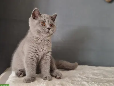 Britisch Lang und Kurzhaar Kitten suchen ihr Traumschloss