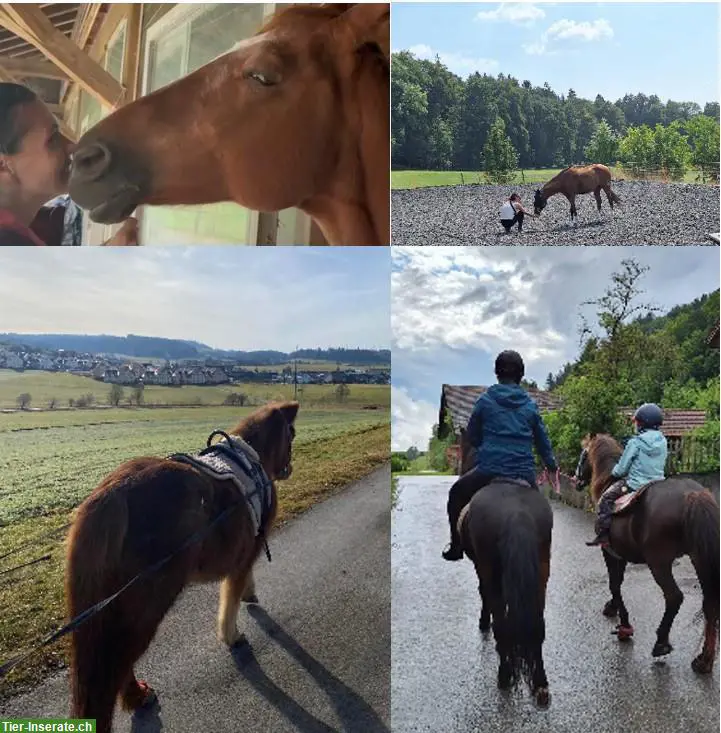 Pferdebetreuung: Urlaubsvertretung/Entlastung in Zürich