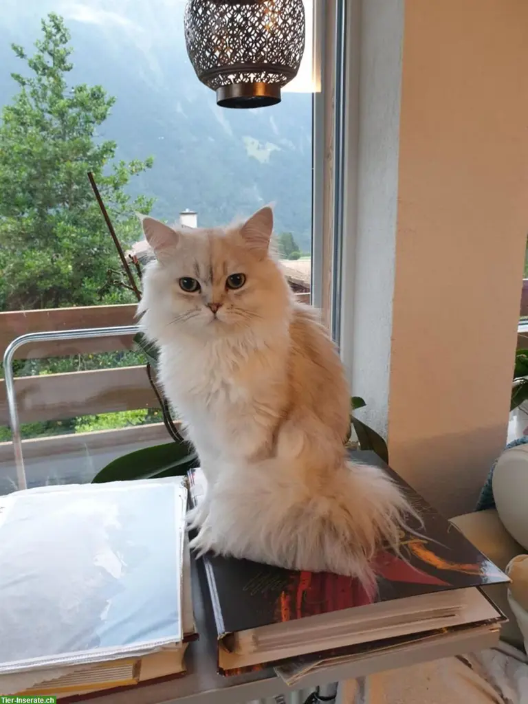Chinchilla Perser Deckkater
