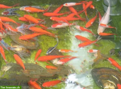 Biotop- & Teichfische aus der Aussenanlage