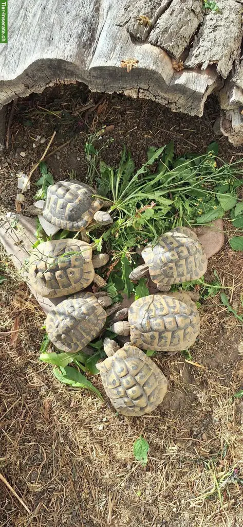 Griechische Landschildkröten Gruppe, männlich