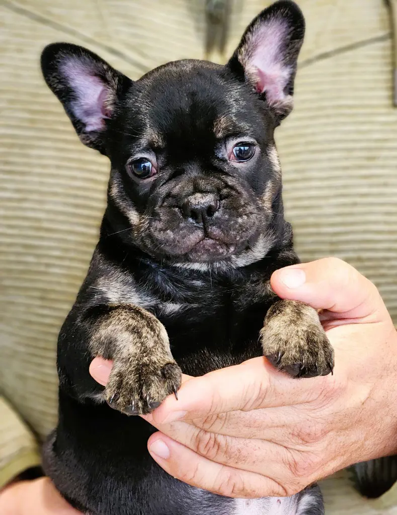 9ab6b0dc-83aa-45f2-9b73-5e245f6e822c-Sugar-black-tan-girl2.jpg