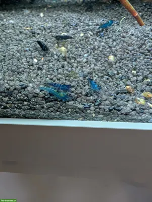 10 Blue Dream Garnelen zu verkaufen