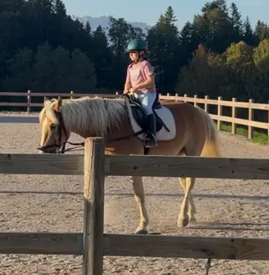 Pferd oder Pony zur Pflege Nähe Bremgarten b. Bern gesucht
