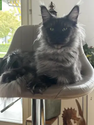 Maine Coon Katze, Black Smoke