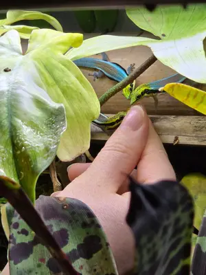 Phelsuma klemmeri, Blauer Bambus-Taggecko, CH Nachzuchten
