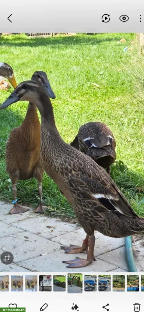 Junge Laufenten aus Naturbrut abzugeben