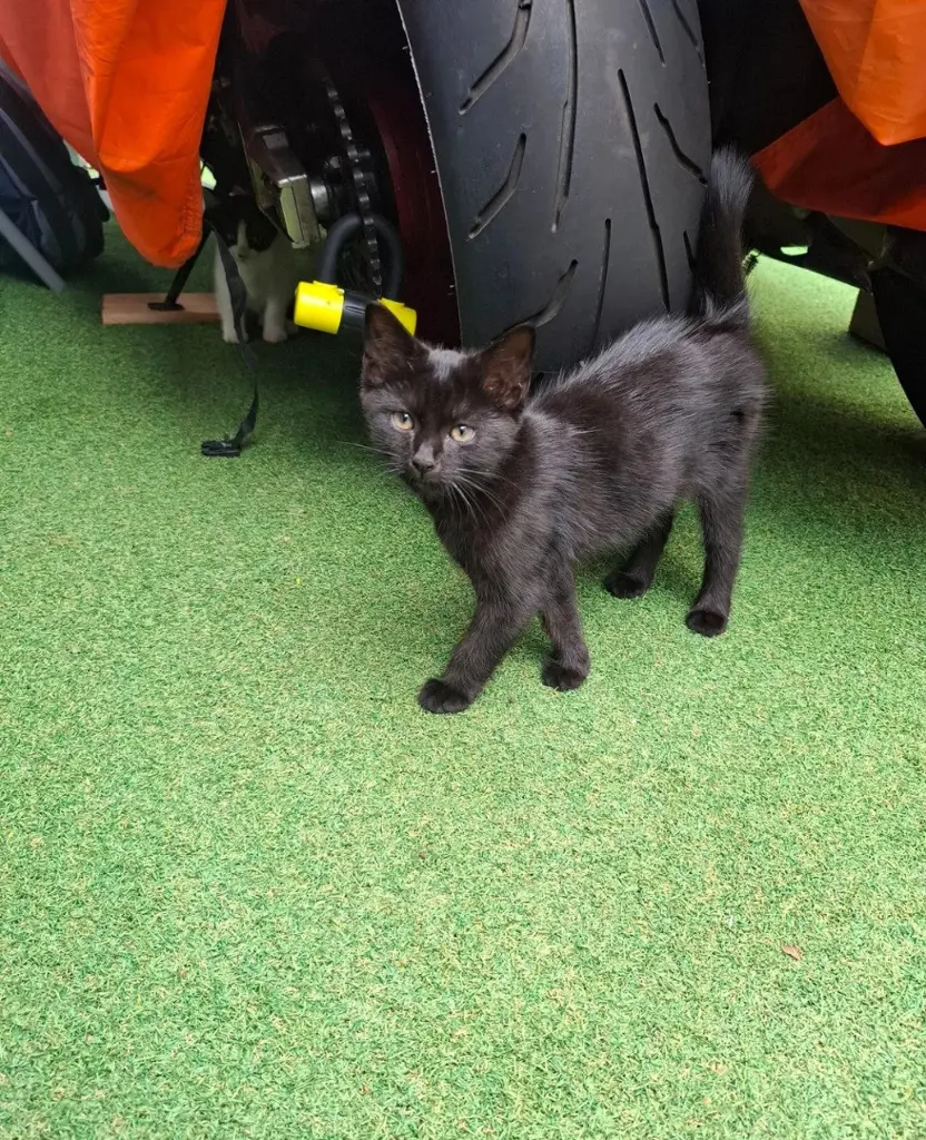Eine wunderschöne Katze zu vermitteln