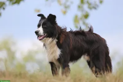 Fernbehandlung für Tiere