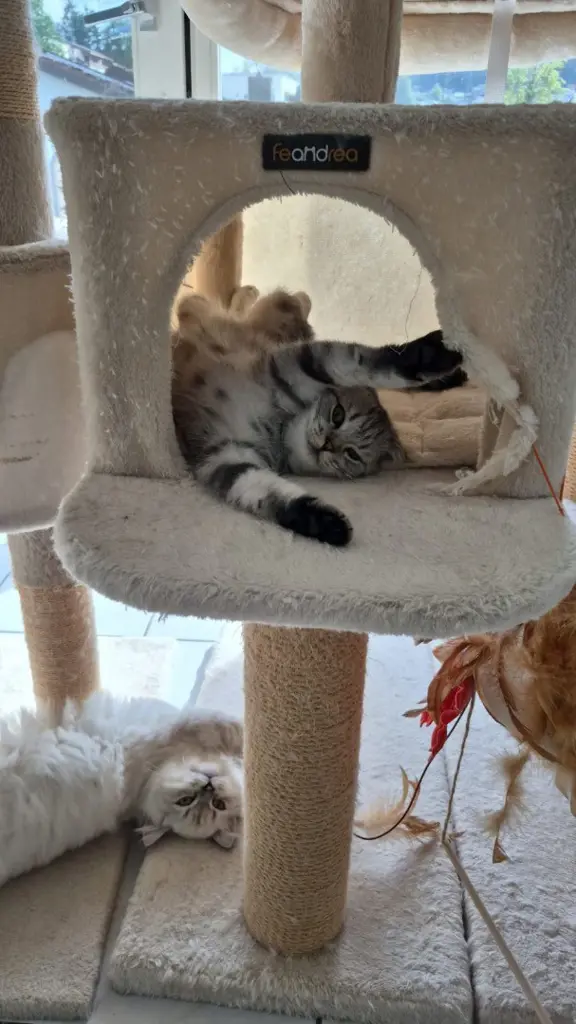 3 junge Katzen abzugeben – ab sofort