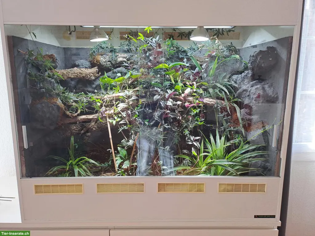 Forex Terrarium von Adrian Rieser zu verkaufen