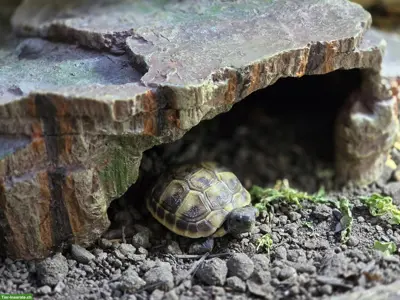 Griechische Landschildkröten Babys zu verkaufen