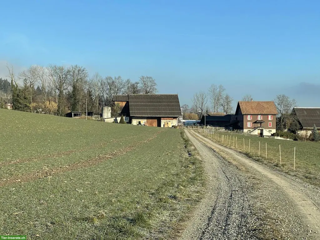 Zu vermieten: 8'392 m² | 6.5 EFH Zimmer | 4 Pferde-Auslaufboxen uvm
