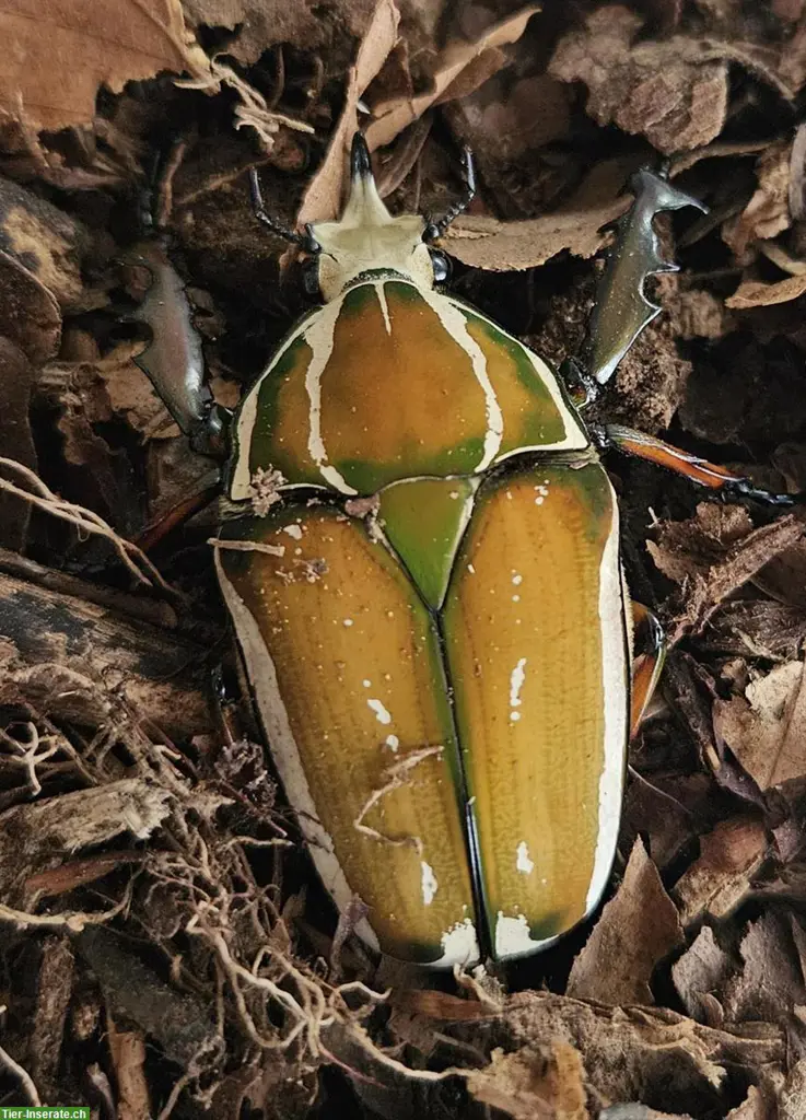 Mecynorhina torquata ugandensis Larven | Uganda-Rosenkäfer