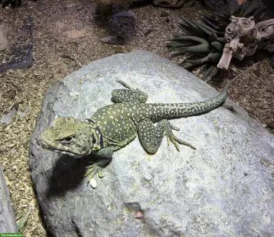 Halsbandleguan, männlich, sucht guten Platz