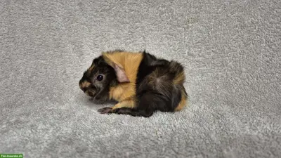 Wunderschöne Meerschweinchen aus langjähriger Rassenzucht