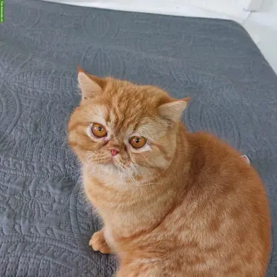 Roter Exotic Kater, kastriert