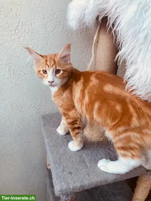 Maine Coon Kitten mit Stammbaum