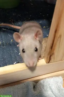 3 junge Ratten: Farb-, Dumbo- und Siamratte