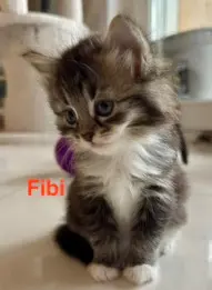 a14afa31-bb57-4e34-97c3-33d26920baa4-Fibi.jpg