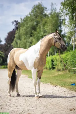 Paint Horse Deckhengst im Natursprung