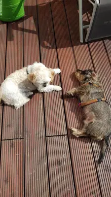 Hundebetreuung, Hundesitter, familiäre Hundepension