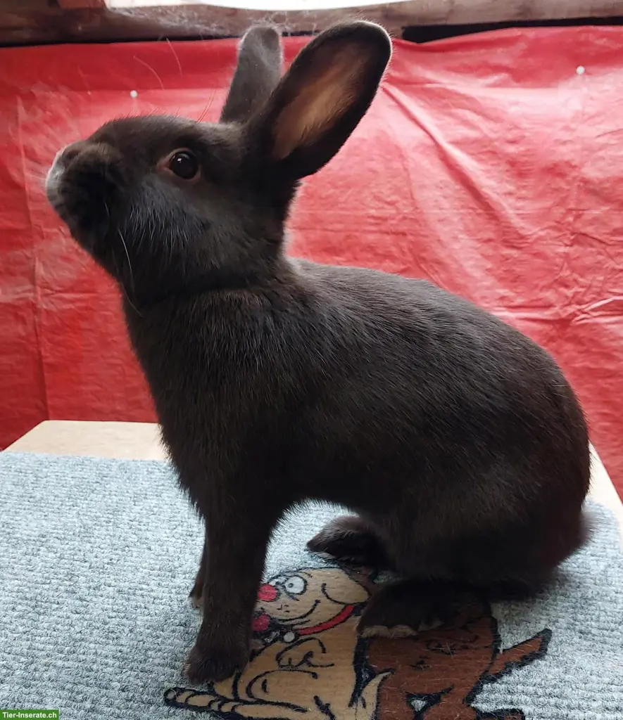Kaninchen kleiner Rasse zu verkaufen