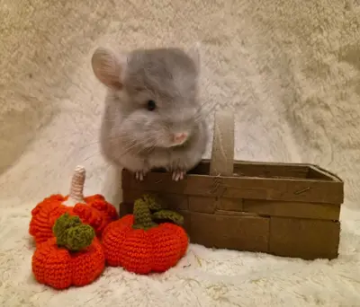 Chinchillas