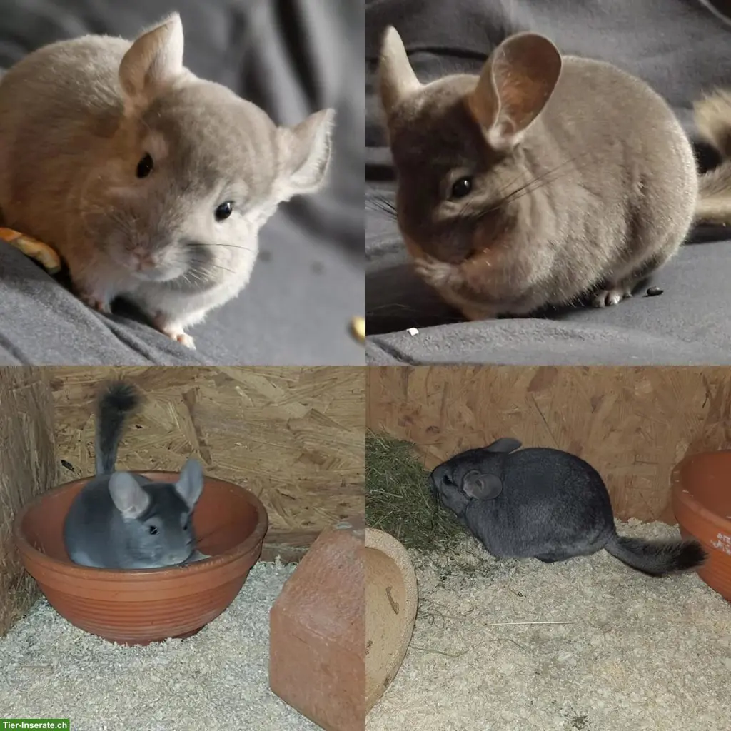 Chinchilla Jungtiere suchen ein Zuhause