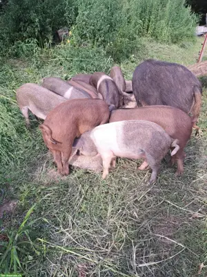 Weideschweine zur Schlachtung oder Zucht zu verkaufen