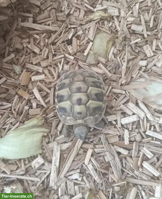 Junge Griechische Landschildkröten Ladys zu verkaufen