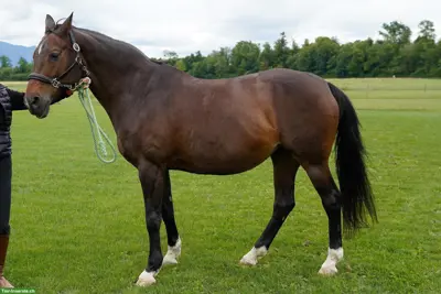 Warmblutstute La Passion, 25-jährig sucht neues, dauerhaftes Zuhause