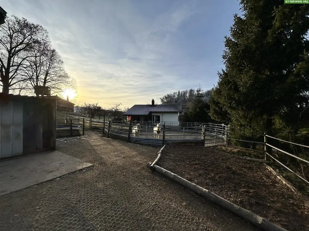 Pferde Offenstall bei Kirchberg SG