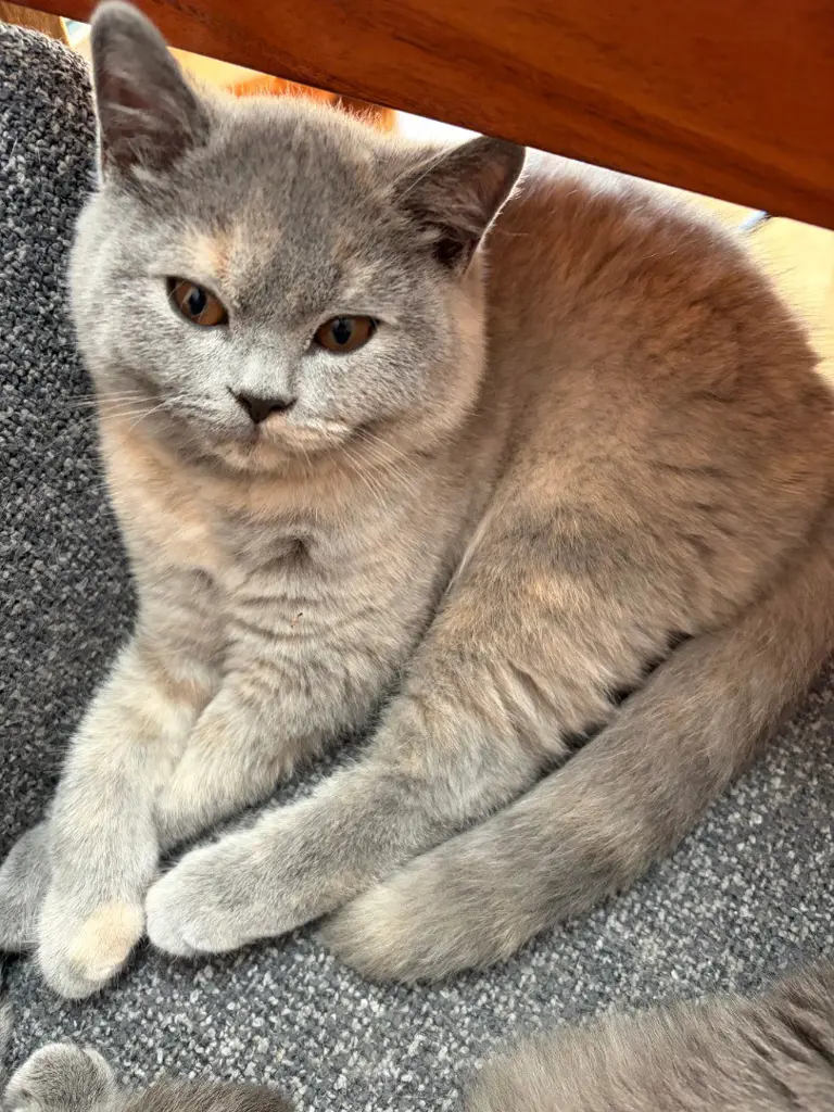 BKH / BLH Kitten suchen ein liebevolles Zuhause