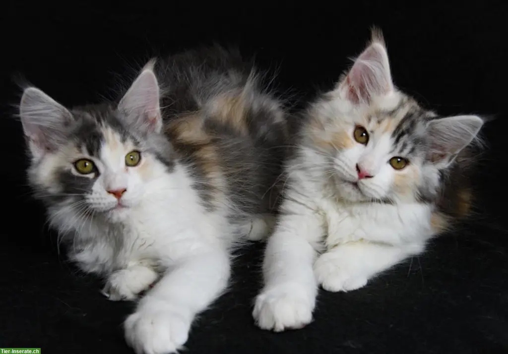 Maine Coon Kitten aus seriöser Hobbyzucht