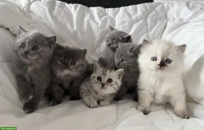 Reinrassige BKH-Kitten zu verkaufen