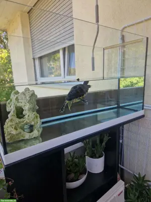 Wasserschildkröte, ca. 25 Jahre alt