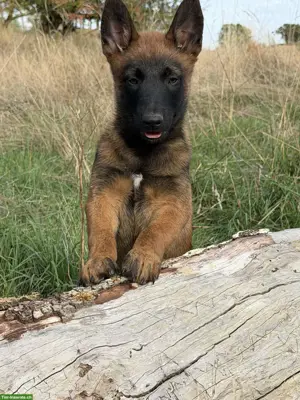 Malinois Welpen zu verkaufen