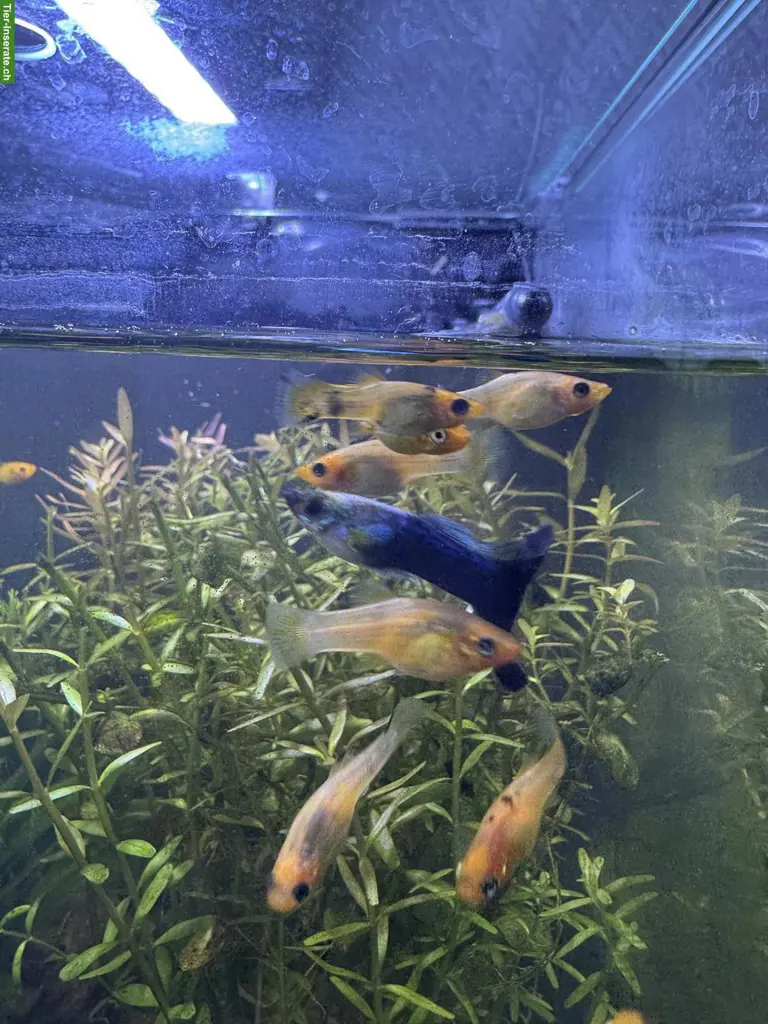 9 junge Mollys kostenlos abzugeben 🐠