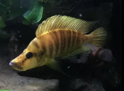 Tanganjika-Buntbarsche, diverse Arten