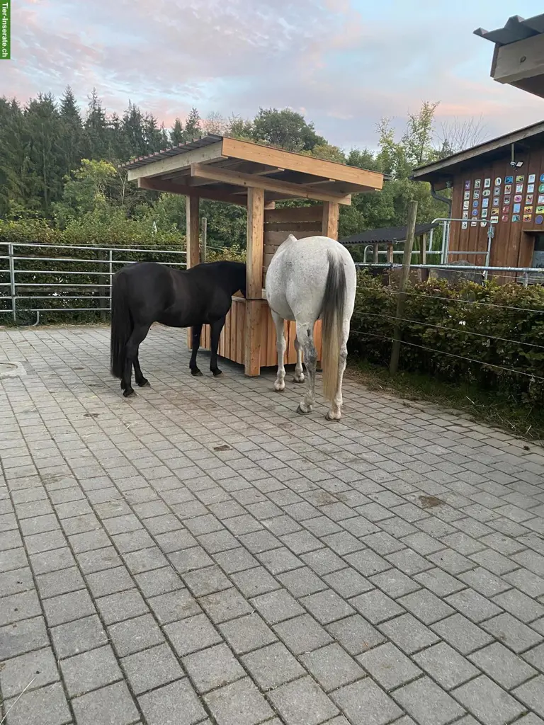 Offenstallplätze frei in Hörhausen TG