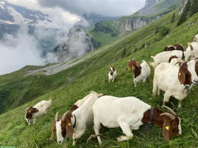 Verkauf evtl. im Herbst: weidegewohnte Burenziegen
