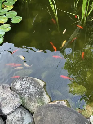 Goldfische gratis abzugeben