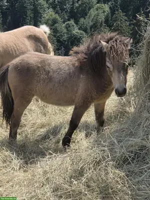 Mini Shetlandpony Stutfohlen mit Mushroom Gen