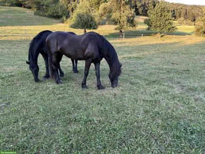 Spazier-/Reitbeteiligung auf 2 Stuten in Ebertswil ZH