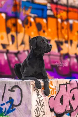 Labrador Deckrüde reinrassig schwarz, kein Verkauf!