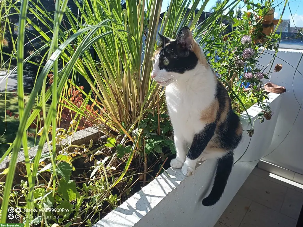 Für Ihre Tiere & Pflanzen: Catsitter/Housesitter in Rafz ZH