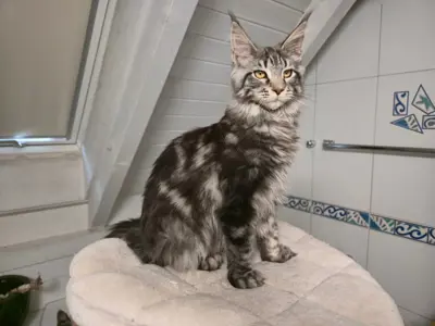 Traumhafte Maine Coon Kitten mit Stammbaum